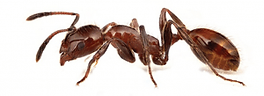 Ants