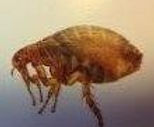 Bed Bugs