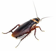 Cockroaches
