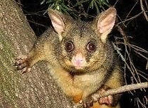 Possums