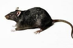 Rats & Mice