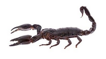 Scorpions