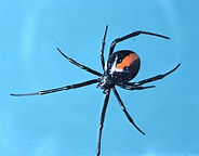 Spiders