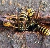 Wasps & Bees